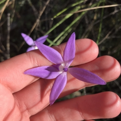 Glossodia major (Wax Lip Orchid) at Acton, ACT - 26 Sep 2021 by Tapirlord