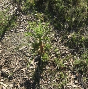 Sonchus asper at Acton, ACT - 26 Sep 2021