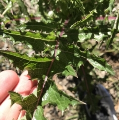 Sonchus asper at Acton, ACT - 26 Sep 2021