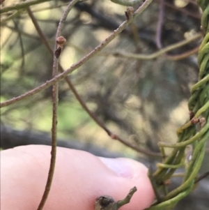 Cassytha pubescens at Acton, ACT - 26 Sep 2021