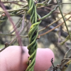 Cassytha pubescens at Acton, ACT - 26 Sep 2021