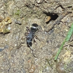 Polyrhachis sp. (genus) (A spiny ant) at Jerrabomberra, NSW - 29 Sep 2021 by SteveBorkowskis