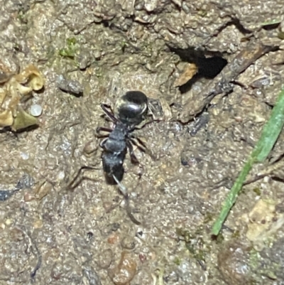 Polyrhachis sp. (genus) (A spiny ant) at Jerrabomberra, NSW - 29 Sep 2021 by SteveBorkowskis