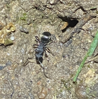 Polyrhachis sp. (genus) (A spiny ant) at Jerrabomberra, NSW - 29 Sep 2021 by Steve_Bok