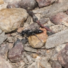Pompilidae (family) (Unidentified Spider wasp) at Bruce, ACT - 27 Sep 2021 by AlisonMilton