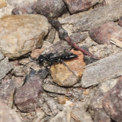 Pompilidae (family) (Unidentified Spider wasp) at Bruce Ridge - 27 Sep 2021 by AlisonMilton