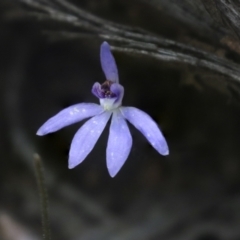 Cyanicula caerulea (Blue Fingers, Blue Fairies) at Bruce, ACT - 27 Sep 2021 by AlisonMilton