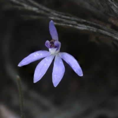 Cyanicula caerulea (Blue Fingers, Blue Fairies) at Bruce Ridge to Gossan Hill - 27 Sep 2021 by AlisonMilton