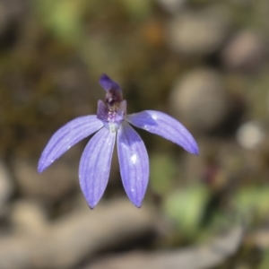 Cyanicula caerulea at Bruce, ACT - suppressed