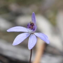 Cyanicula caerulea at Bruce, ACT - suppressed