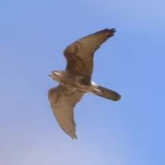 Falco berigora (Brown Falcon) at Majura, ACT - 28 Sep 2021 by jb2602