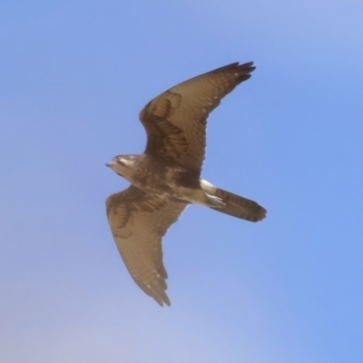 Falco berigora (Brown Falcon) at Majura, ACT - 28 Sep 2021 by jb2602