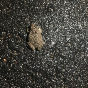 Crinia sp. (genus) at Palmerston, ACT - 29 Sep 2021 08:38 PM