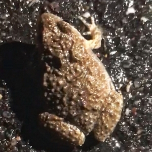 Crinia sp. (genus) at Palmerston, ACT - 29 Sep 2021