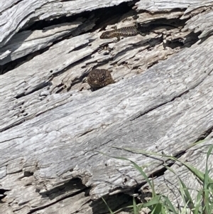 Egernia cunninghami at Palmerston, ACT - 28 Sep 2021 09:30 AM