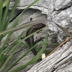 Egernia cunninghami at Palmerston, ACT - 28 Sep 2021