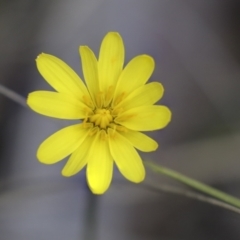 Microseris walteri (Yam Daisy, Murnong) at Bruce, ACT - 27 Sep 2021 by AlisonMilton