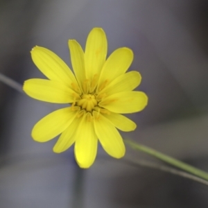 Microseris walteri at Bruce, ACT - 27 Sep 2021