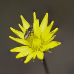 Microseris walteri at Bruce, ACT - 27 Sep 2021 11:58 AM