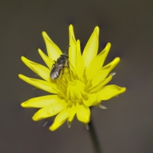 Microseris walteri at Bruce, ACT - 27 Sep 2021