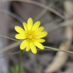 Microseris walteri at Bruce, ACT - 27 Sep 2021