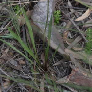 Microseris walteri at Bruce, ACT - 27 Sep 2021