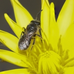 Lasioglossum (Chilalictus) sp. (genus & subgenus) (Halictid bee) at Bruce Ridge - 27 Sep 2021 by AlisonMilton