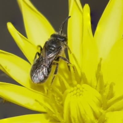 Lasioglossum (Chilalictus) sp. (genus & subgenus) (Halictid bee) at Bruce Ridge - 27 Sep 2021 by AlisonMilton