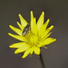Lasioglossum (Chilalictus) sp. (genus & subgenus) at Bruce, ACT - 27 Sep 2021