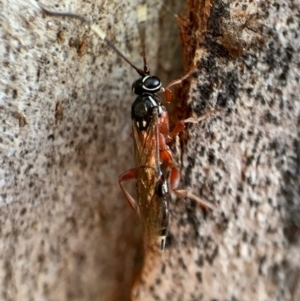 Gotra sp. (genus) at Murrumbateman, NSW - 29 Sep 2021