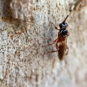 Gotra sp. (genus) at Murrumbateman, NSW - 29 Sep 2021