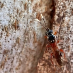 Gotra sp. (genus) at Murrumbateman, NSW - 29 Sep 2021