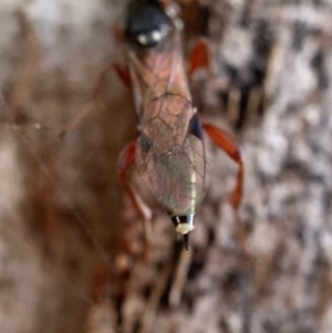 Gotra sp. (genus) at Murrumbateman, NSW - 29 Sep 2021