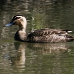 Anas superciliosa (Pacific Black Duck) at Wonga Wetlands - 28 Sep 2021 by PaulF