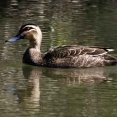 Anas superciliosa (Pacific Black Duck) at Splitters Creek, NSW - 28 Sep 2021 by PaulF