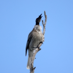 Philemon corniculatus (Noisy Friarbird) at Mount Ainslie - 28 Sep 2021 by jb2602