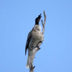 Philemon corniculatus (Noisy Friarbird) at Majura, ACT - 28 Sep 2021 by jb2602