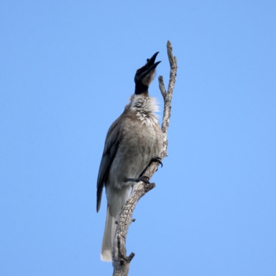 Philemon corniculatus (Noisy Friarbird) at Majura, ACT - 28 Sep 2021 by jb2602