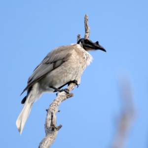 Philemon corniculatus at Majura, ACT - 28 Sep 2021