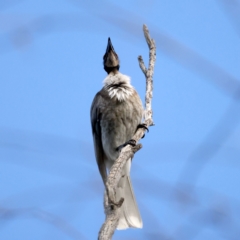 Philemon corniculatus at Majura, ACT - 28 Sep 2021 04:18 PM