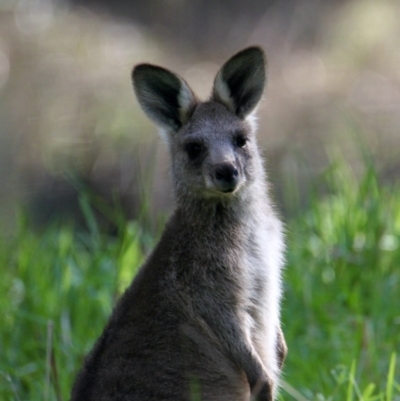 Macropus giganteus (Eastern Grey Kangaroo) at Splitters Creek, NSW - 28 Sep 2021 by PaulF