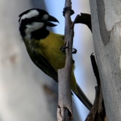 Falcunculus frontatus (Crested Shrike-tit) at Splitters Creek, NSW - 28 Sep 2021 by PaulF