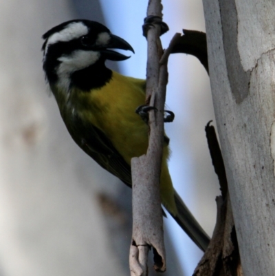 Falcunculus frontatus (Eastern Shrike-tit) at Wonga Wetlands - 28 Sep 2021 by PaulF