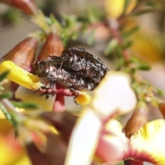 Diphucrania acuducta (Acuducta jewel beetle) at Bruce Ridge - 23 Sep 2021 by AlisonMilton