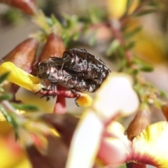 Diphucrania acuducta (Acuducta jewel beetle) at Bruce, ACT - 23 Sep 2021 by AlisonMilton