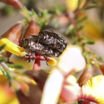 Diphucrania acuducta (Acuducta jewel beetle) at Bruce, ACT - 23 Sep 2021 by AlisonMilton