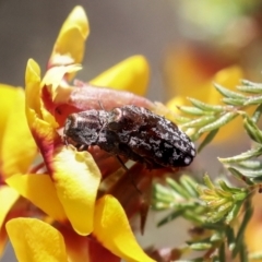 Diphucrania acuducta at Bruce, ACT - 23 Sep 2021 02:28 PM