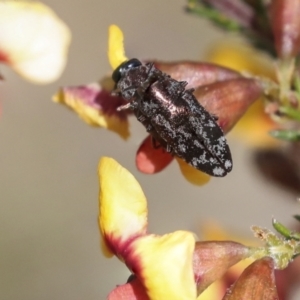 Diphucrania acuducta at Bruce, ACT - 23 Sep 2021 02:28 PM