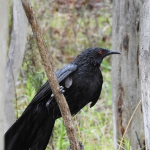 Corcorax melanorhamphos at Kambah, ACT - 29 Sep 2021