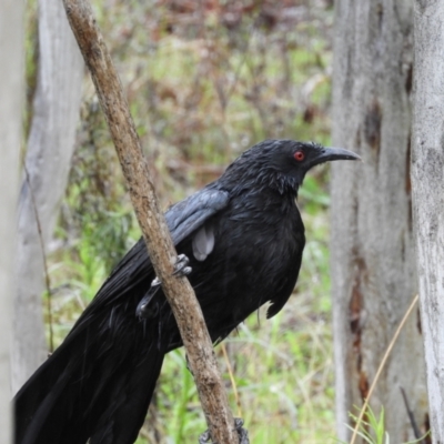 Corcorax melanorhamphos (White-winged Chough) at Kambah, ACT - 29 Sep 2021 by MatthewFrawley